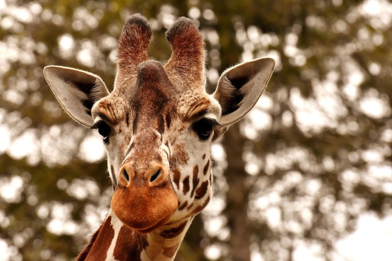 Animal Behaviorist